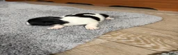 Jack Chi dogs for sale: 6 Adorable Puppies for Sale-4 Black, 2 Blac &White in Stourport-on-Severn - Advert 18