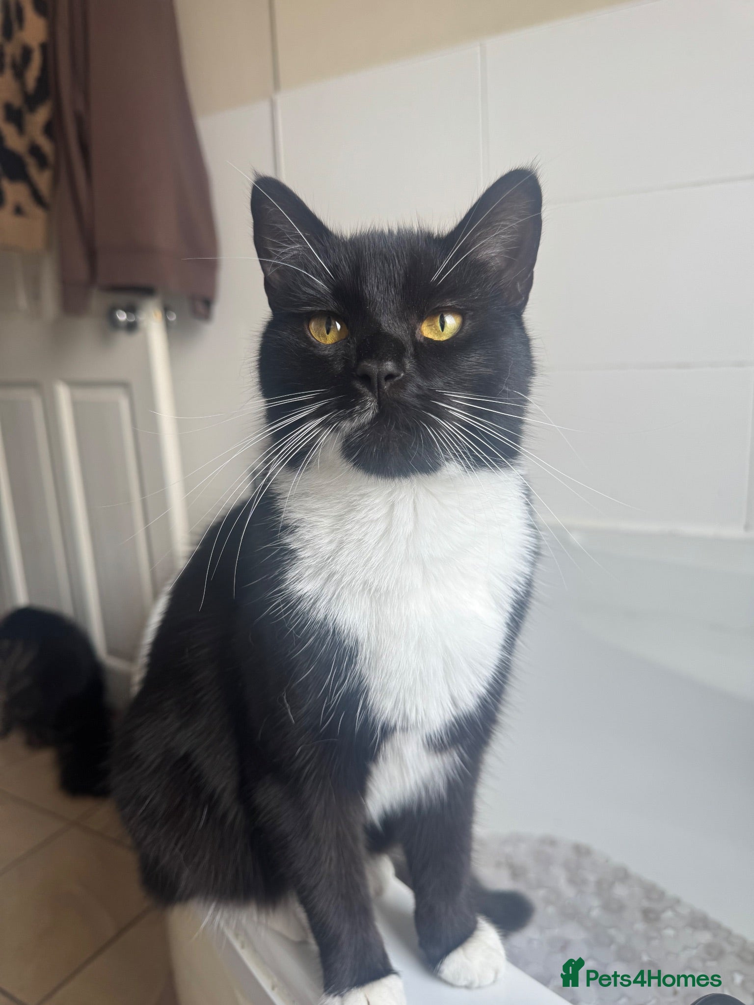 Domestic Shorthair cats Lovely friendly tuxedo female cat  - Advert 2