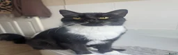 Domestic Shorthair cats for sale: Lovely friendly tuxedo female cat  - Advert 1