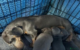 Miniature Dachshund dogs for sale: GORGEOUS MINIATURE DACHSHUND PUPPIES FOR SALE - Image 8