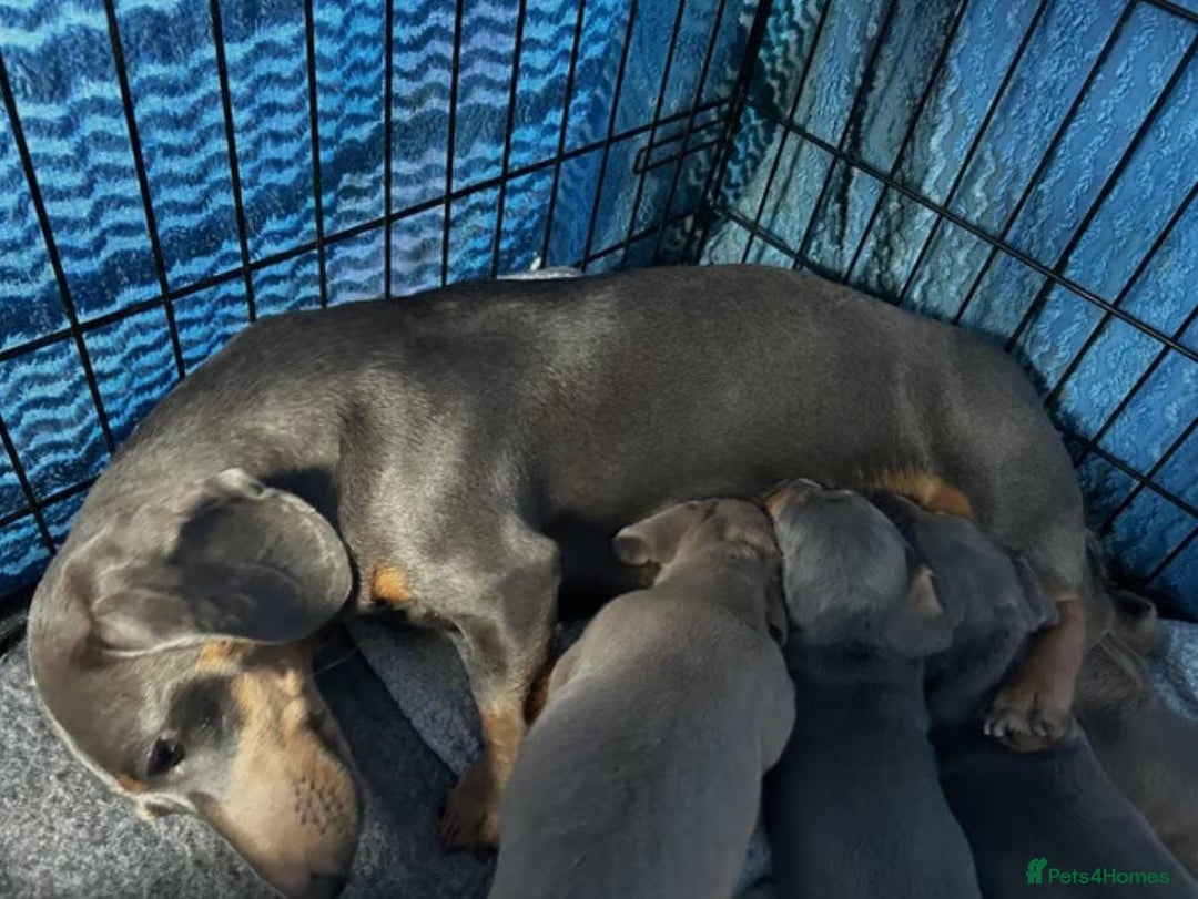 Miniature Dachshund dogs for sale: GORGEOUS MINIATURE DACHSHUND PUPPIES FOR SALE - Image 8