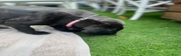 Cane Corso dogs for sale: Outstanding ICCF Cane Corso Pups, Family-Guardians - Advert 8