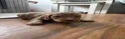 Cockapoo dogs for sale: Show quality litter of F2 cockerpoos 🌈 - Advert 11