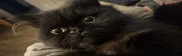 Persian cats for sale: Female Persian 1 year old in Aylesbury - Advert 4