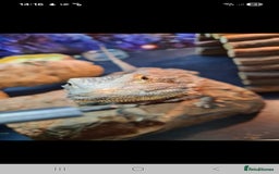 Bearded Dragon reptiles for sale: Bearded dragon for sale  - Advert 1