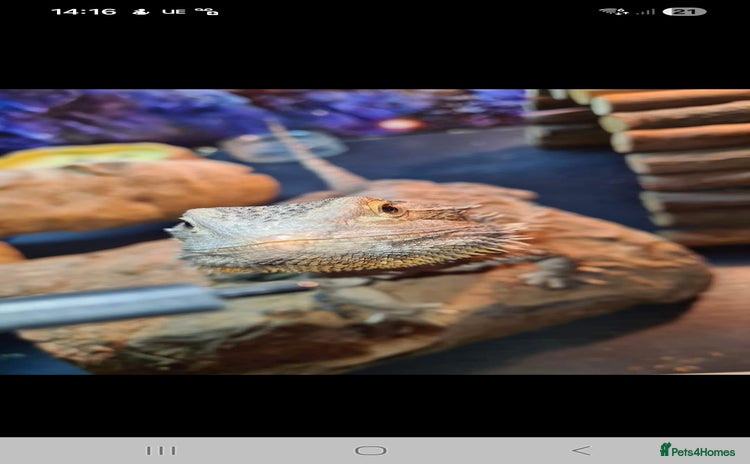 Bearded Dragon reptiles Bearded dragon for sale  - Advert 1