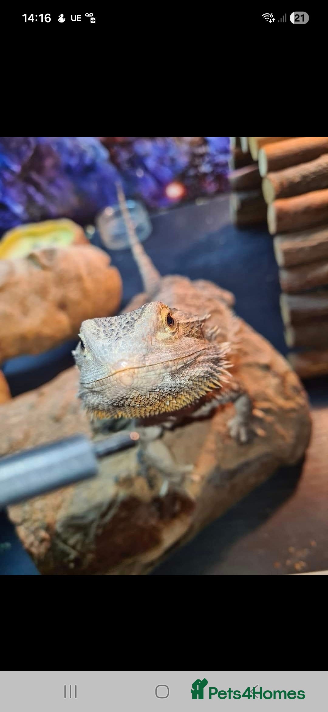 Bearded Dragon reptiles for sale: Bearded dragon for sale  - Advert 1