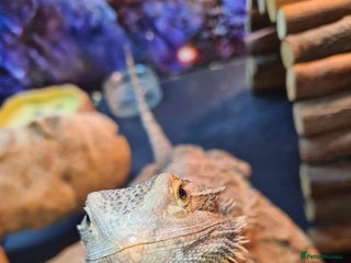 Bearded Dragon reptiles Bearded dragon for sale - Advert 3
