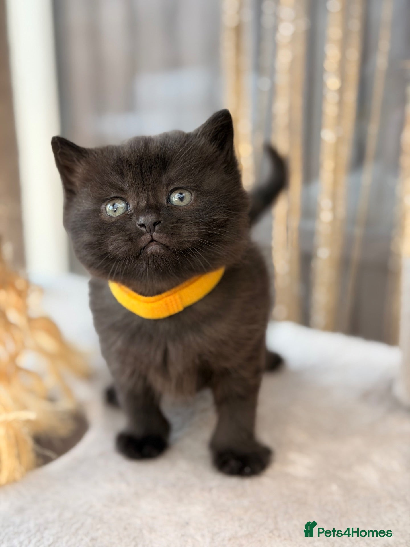 Mixed Breed cats Scottishfold mixbreed - Advert 4