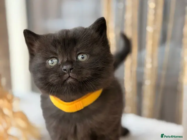 Mixed Breed cats Scottishfold mixbreed - Advert 11