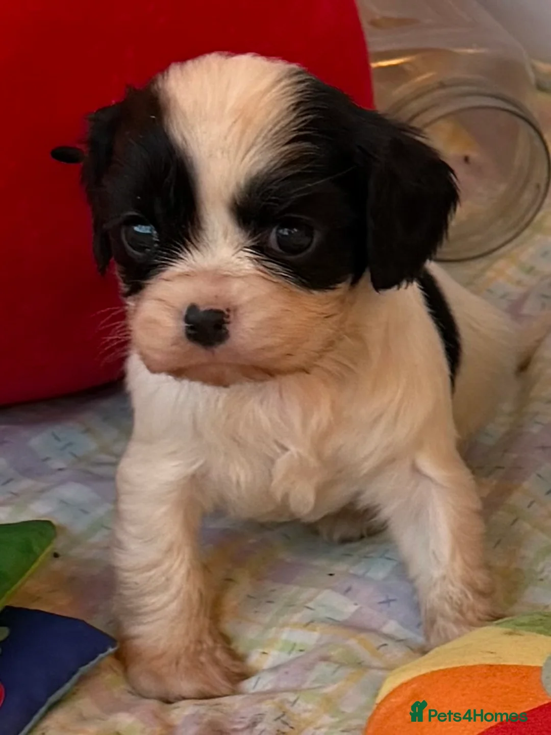 Cavapoo dogs for sale: Stunning cavapoo puppies ready 9th January  - Advert 30