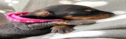 Dobermann dogs for sale: KC REGISTERED DOBERMAN PUPPIES - Advert 2