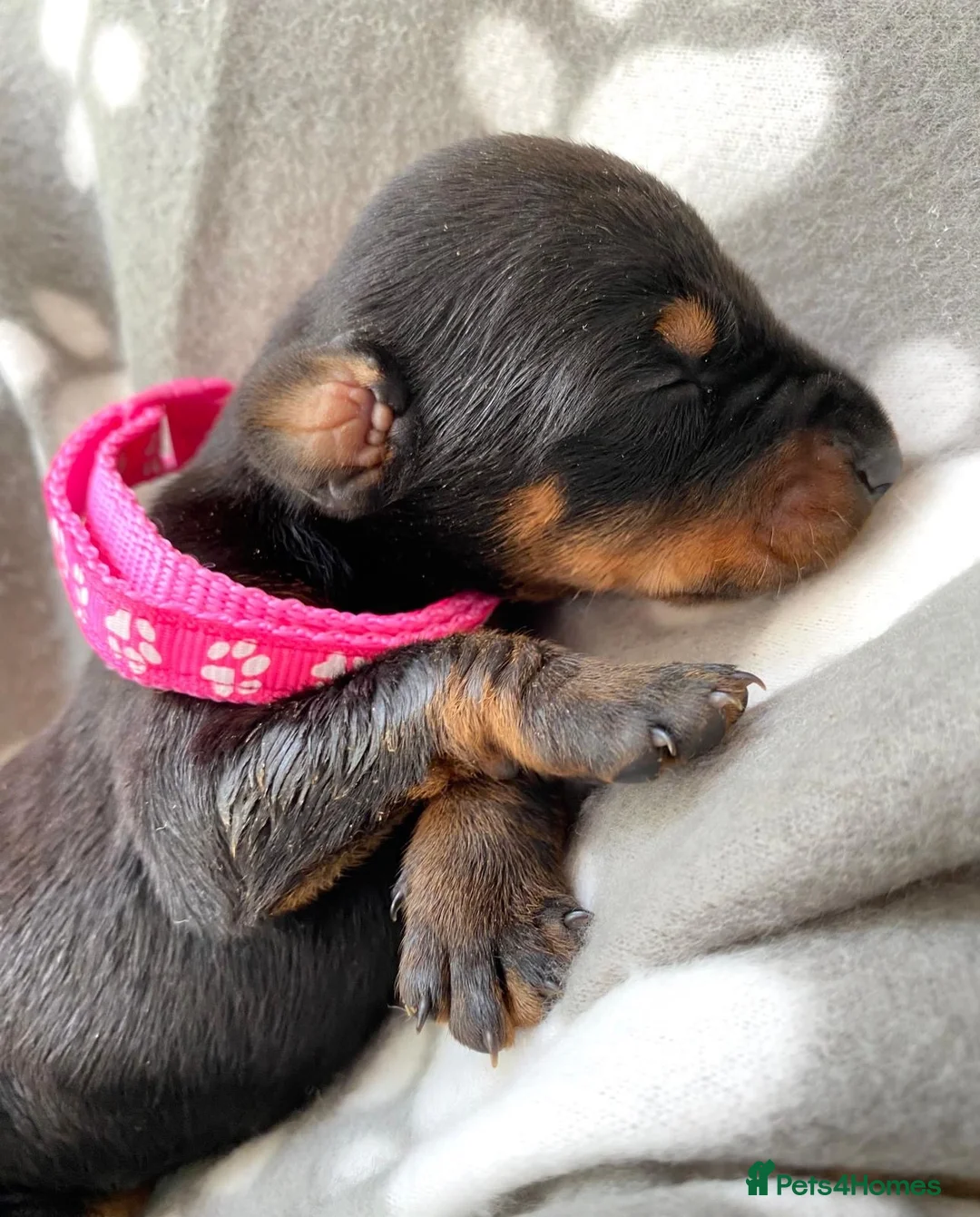 Dobermann dogs for sale: KC REGISTERED DOBERMAN PUPPIES - Advert 2