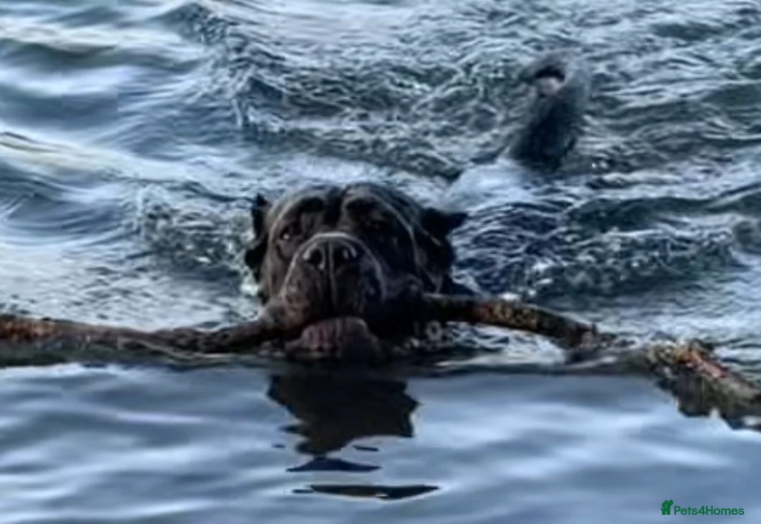 Cane Corso dogs for stud: Genuine Cane Corso Top Quality - Advert 4