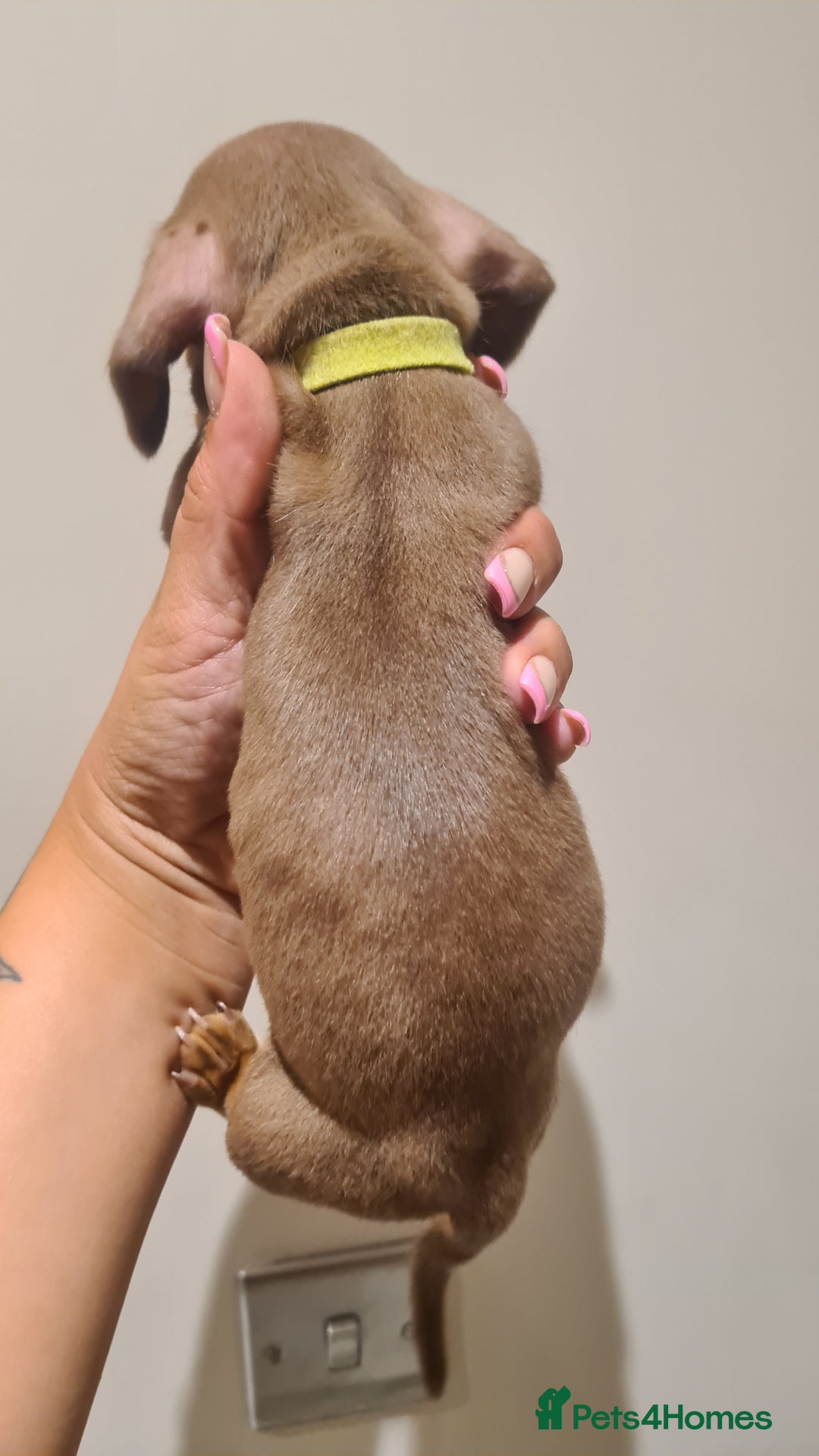 Miniature Dachshund dogs for sale: Smooth haired daxies available 3boys 3 girls - Image 14