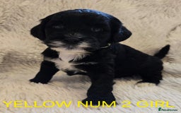 Tibetan Terrier dogs for sale: Adorable fluffy TToodle puppies  - Image 38