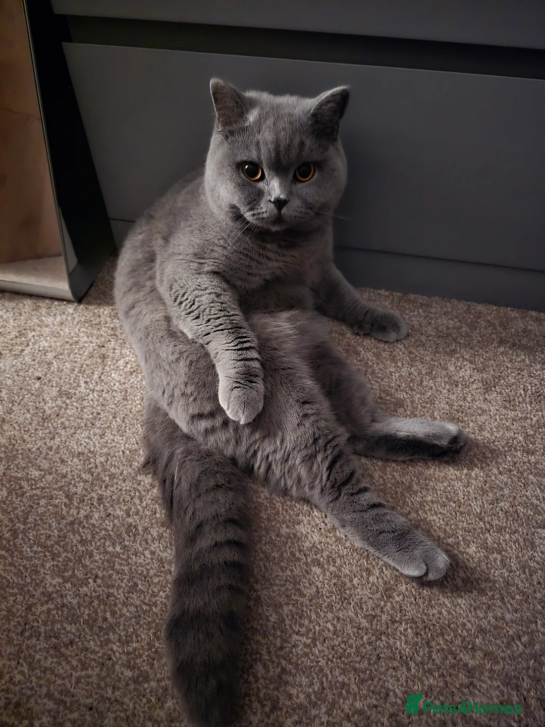 British Shorthair cats for stud: Mr Coco - Advert 7