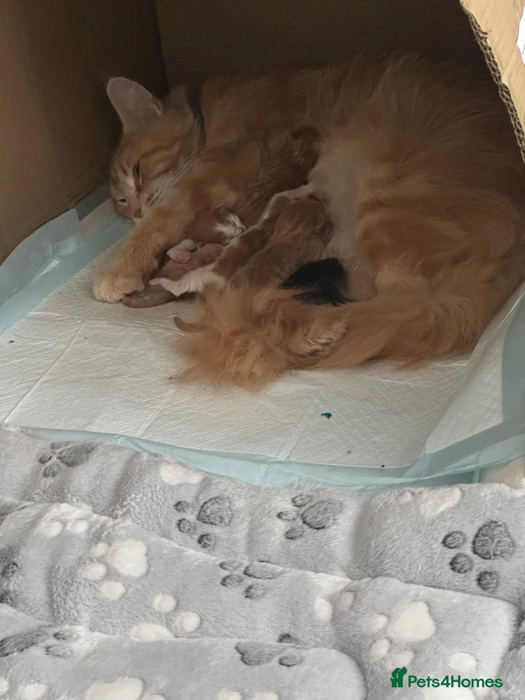 Maine Coon cats for sale: Pure breed beautiful main coon kitten  - Advert 39