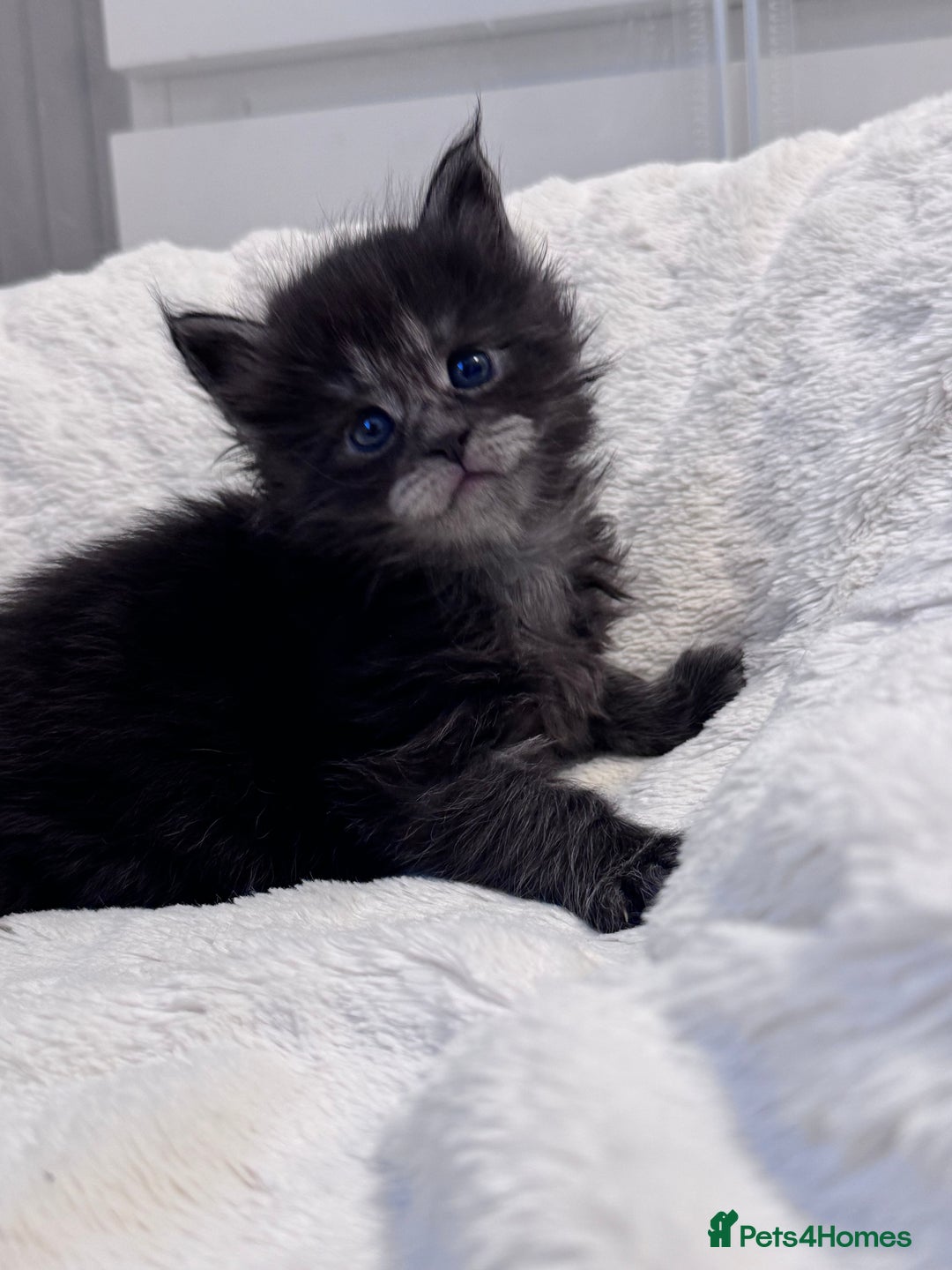 Maine Coon cats for sale: 🌟🌟Beautiful  Maine Coon kittens 🌟🌟🌟 - Advert 8