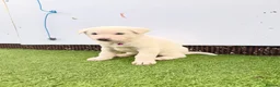 Akita dogs for sale: Akita puppy’s for sale in Birmingham - Advert 14