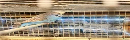 Budgerigars birds for sale: Proven breeding pairs only  - Advert 10