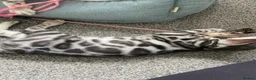 Bengal cats for sale: LAST THREE Ready now GCCF REGISTERED  - Advert 5