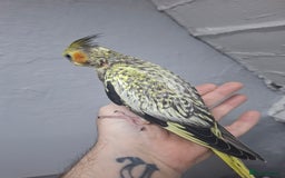 Cockatiels birds for sale: Pearl pied Hand Reared Cockatiel - Image 5