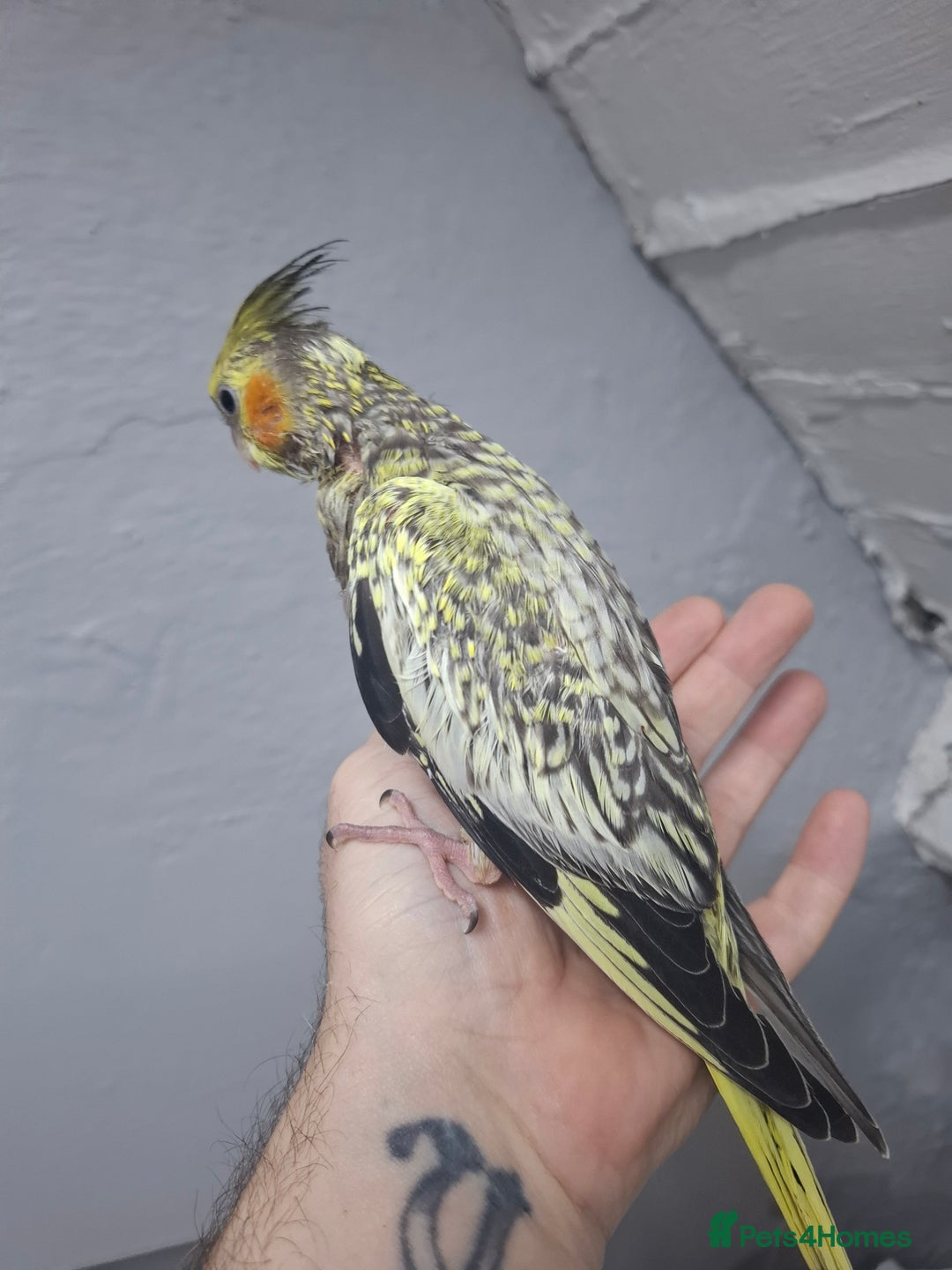 Cockatiels birds for sale: Pearl pied Hand Reared Cockatiel - Image 5