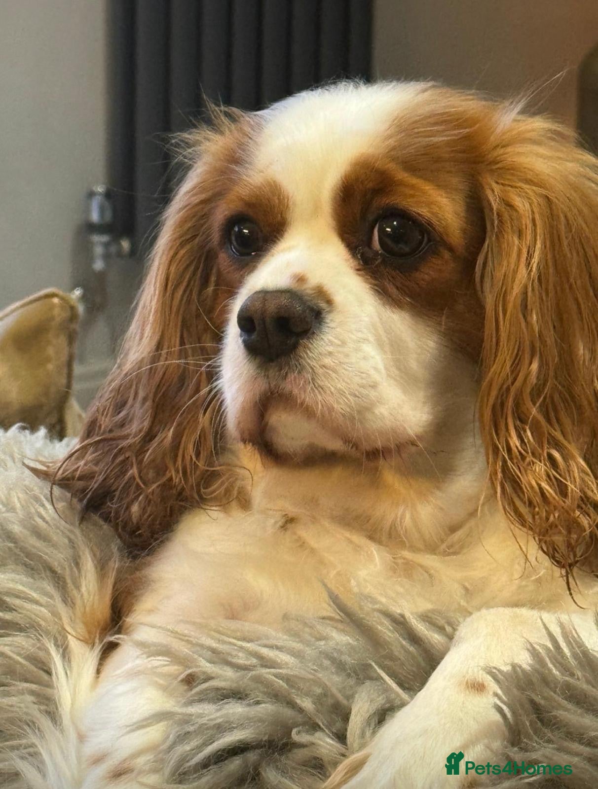 Cavalier King Charles Spaniel dogs Cavalier King Charles Spaniel KC Puppies - Advert 2