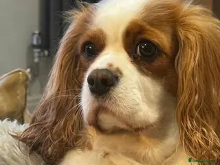 Cavalier King Charles Spaniel dogs Cavalier King Charles Spaniel KC Puppies - Advert 1