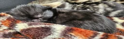 Mixed Breed cats for sale: Stunning Bombay Cross Kittens – Trained & Playful - Advert 28