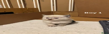 Ragdoll Kitten- BOY 1