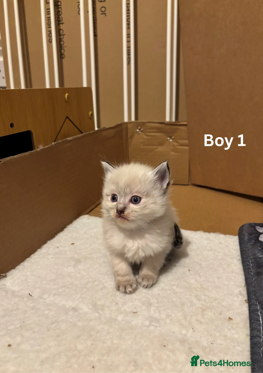 Ragdoll cats for sale: ✨Ragdoll Kittens for Sale - Advert 2