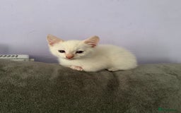 Mixed Breed cats for sale: Kitten - Image 3