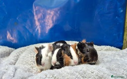Guinea Pig rodents for sale: Guinea pig boars - Image 3