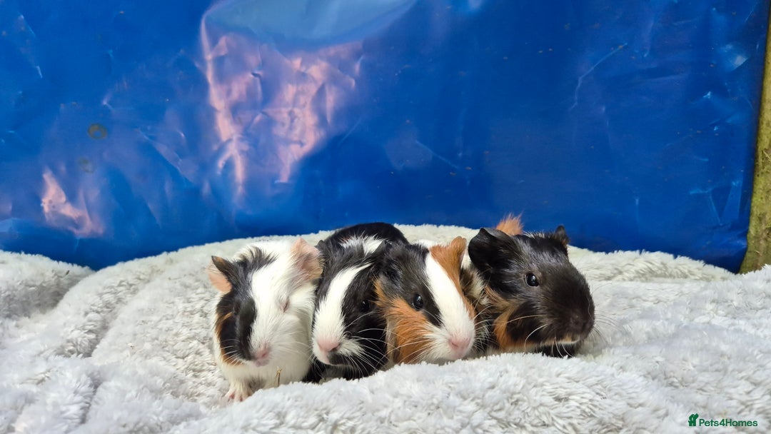 Guinea Pig rodents for sale: Guinea pig boars - Image 3