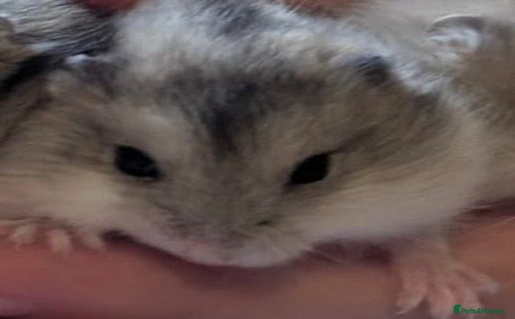 Hamster rodents - Advert 3