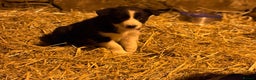 Border Collie dogs for sale: Collie pups  - Advert 5