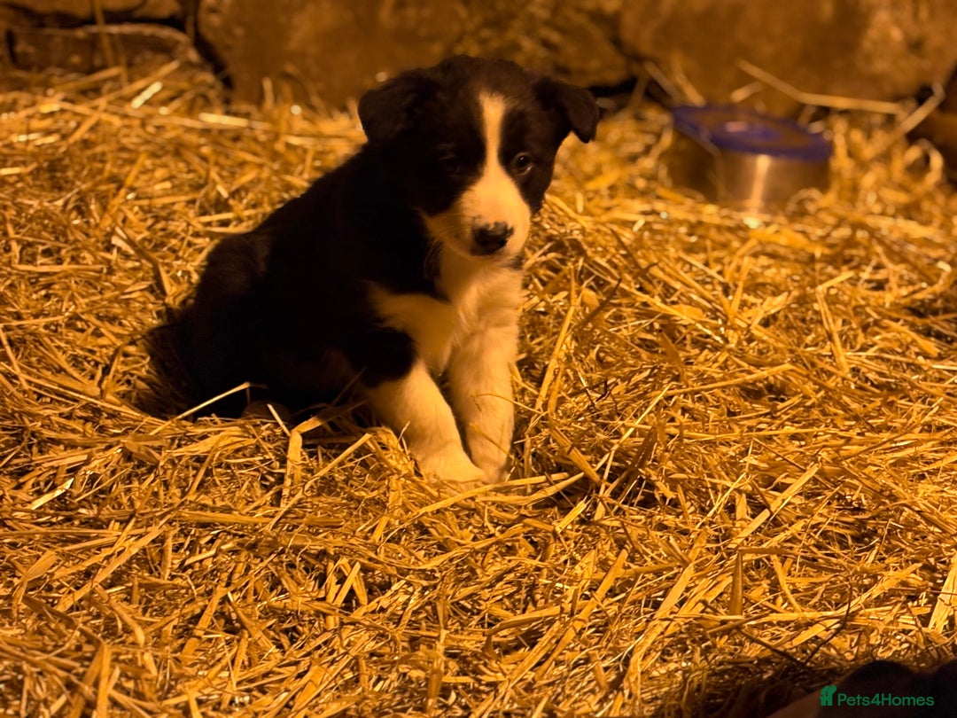 Border Collie dogs for sale: Collie pups  - Advert 5