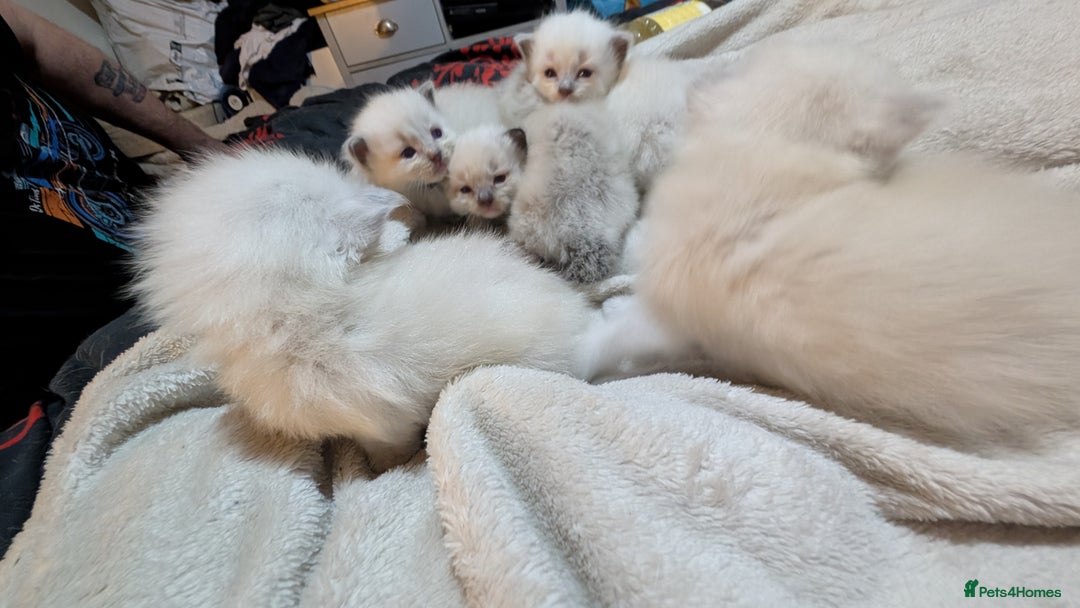 Ragdoll cats for sale: 5 Ragdoll Kittens for Sale - Image 28