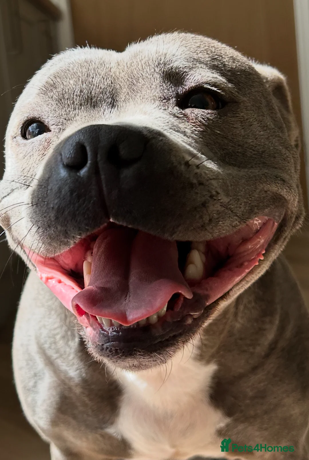 Staffordshire Bull Terrier dogs for sale: Kc staffy pups blue . Traditional  - Advert 1