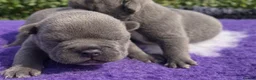 French Bulldog dogs for sale: KC French Bulldog - One Left Chocolate - Advert 33