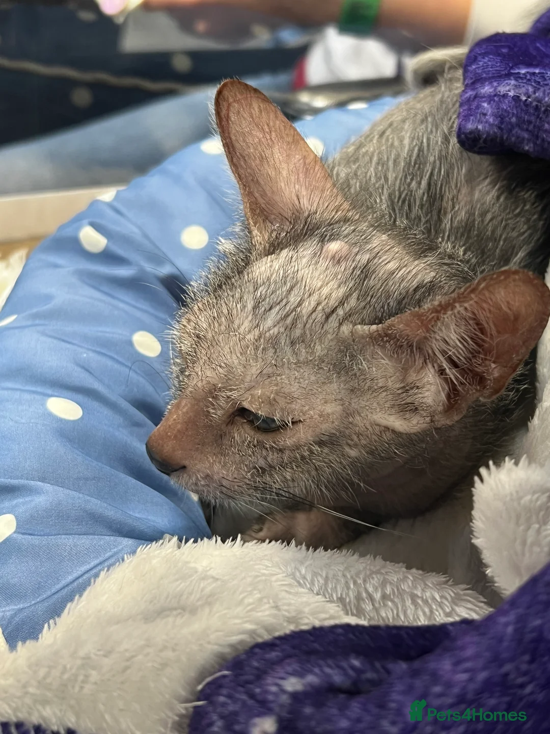 Lykoi cats for sale: LYKOI FULL PEDIGREE GCCF REGISTERED BABIES in Guildford - Advert 15