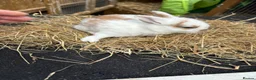 Lionhead rabbits for sale: Lion heads  - Advert 14