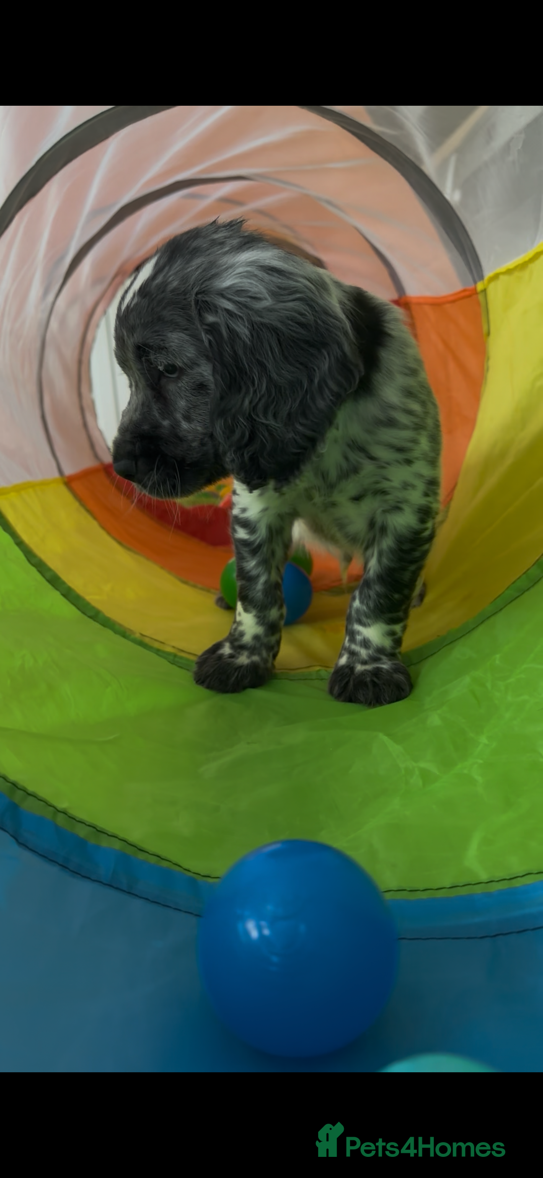 Cocker Spaniel dogs for sale:  2 Beautiful working cocker spaniel pups for sale. - Image 9
