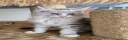 Maine Coon cats for sale: Ready now Silver with white Maine Coon kittens - Advert 7