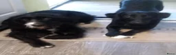 Mixed Breed dogs for sale: Energetic Bertie - Advert 3