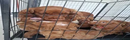 Cockapoo dogs for sale: RED COCKERPOO pups F1 - Advert 2