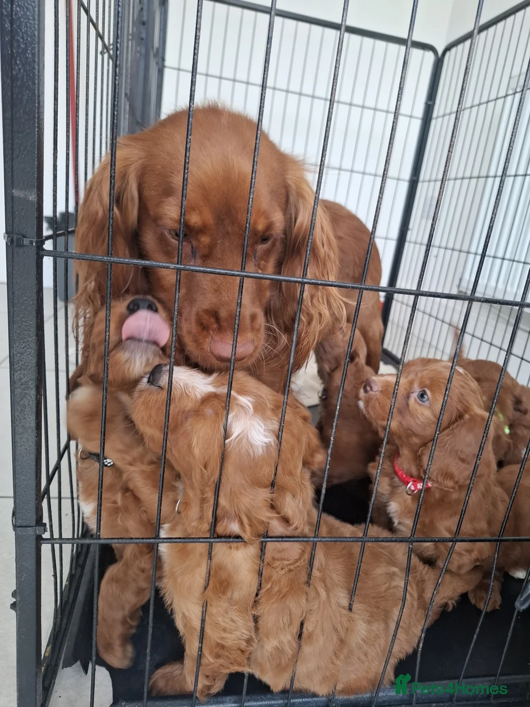 Cockapoo dogs for sale: RED COCKERPOO pups F1 - Advert 2