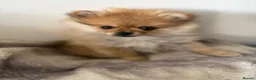 Pomeranian dogs for sale: Miniature Pomeranian  in Basildon - Advert 5